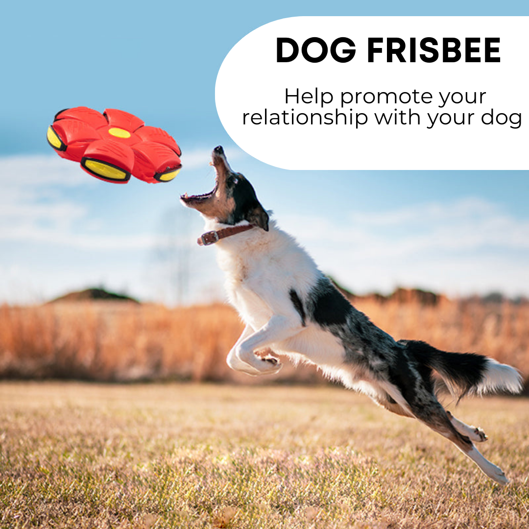 Interactive Dog Frisbee
