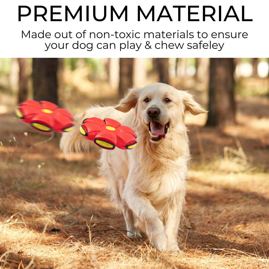 Interactive Dog Frisbee