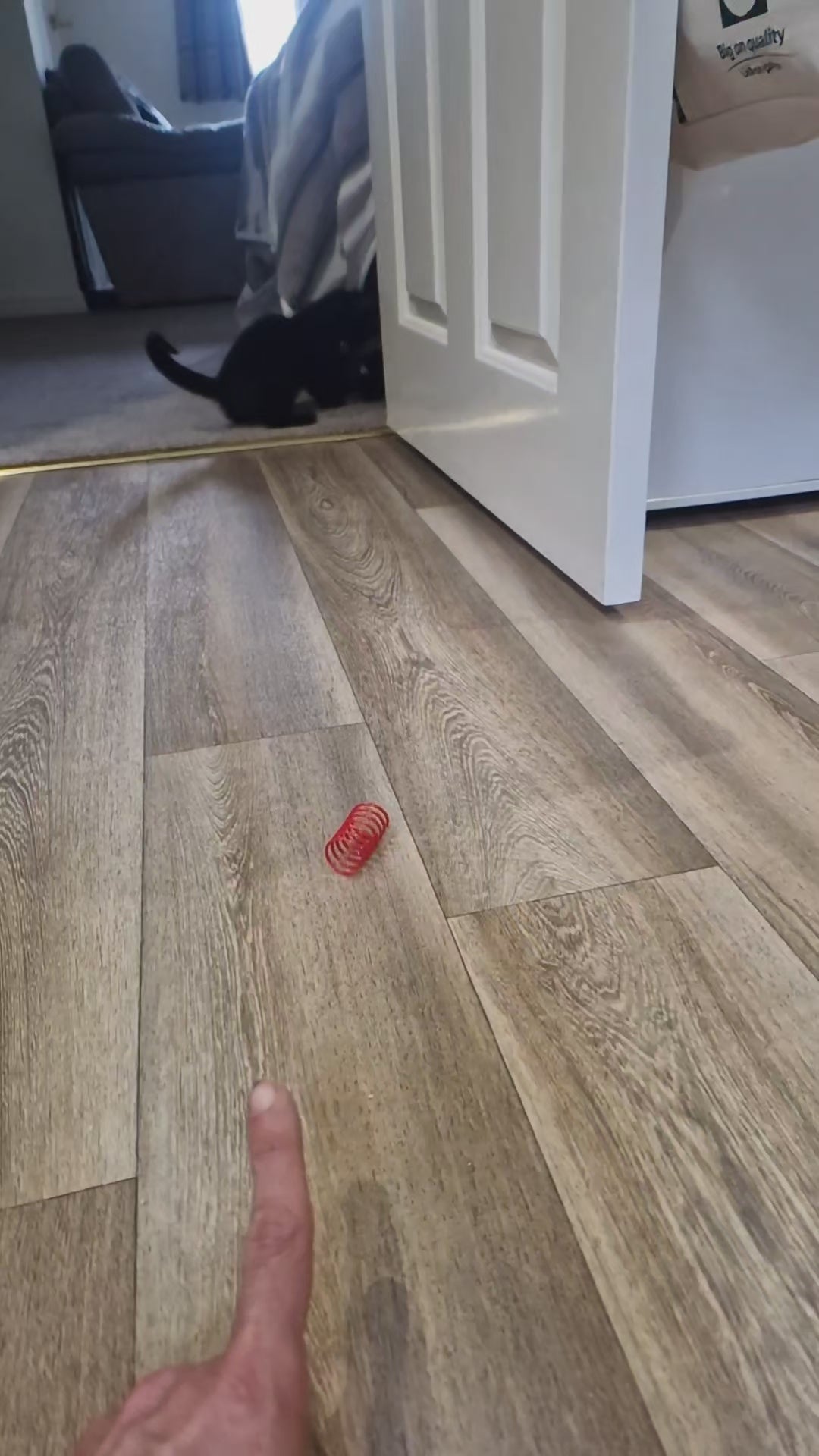 Interactive Spring Cat Toy- 24 Pack | Luna And Willow Approved